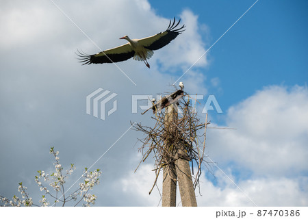 White stork in flight against a blue sky White stork in flight against a blue sky 87470386