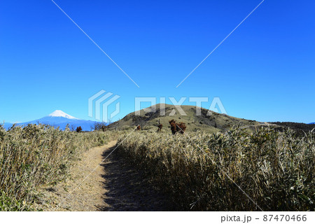 達磨山登山道と富士山（静岡県伊豆市） 87470466