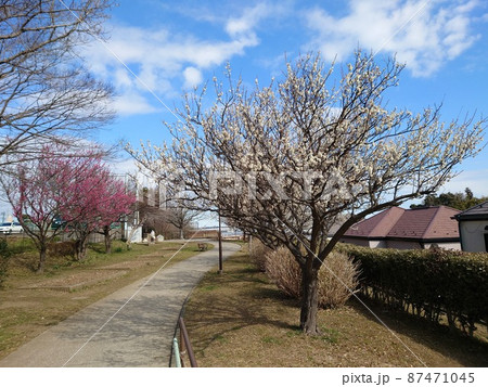 杉田梅林ふれあい公園の梅の木(横浜市磯子区) 87471045