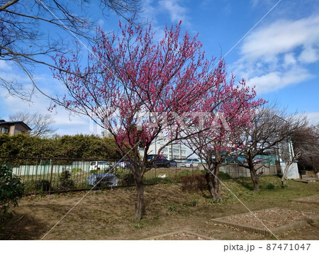 杉田梅林ふれあい公園の梅の木(横浜市磯子区) 87471047
