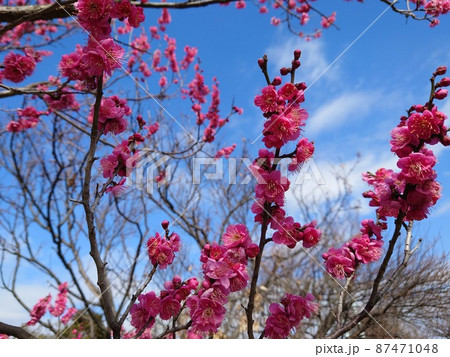 杉田梅林ふれあい公園の梅の木(横浜市磯子区) 87471048