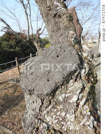 樹木管理の例(桜の枝打ち跡を乾燥防止のためコーキング材で被覆した状態) 樹木管理の例(桜の枝打ち跡を乾燥防止のためコーキング材で被覆した状態) 87471558