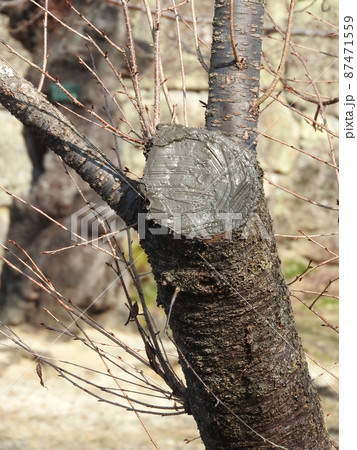樹木管理の例（桜の枝打ち跡を乾燥防止のためコーキング材で被覆した状態） 87471559