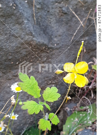 春 花 屋外 87471883