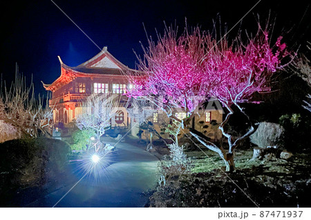 世界の梅公園 ライトアップ 世界の梅公園 ライトアップ 87471937