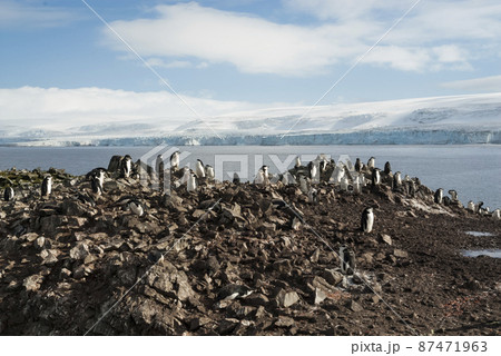 Chinstrap Penguin, Hannah Point, Antartica 87471963