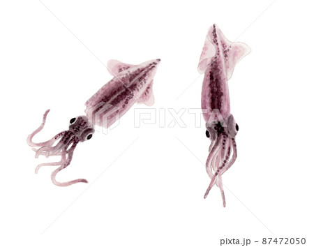 ホタルイカの手描き水彩画 ホタルイカの手描き水彩画 87472050