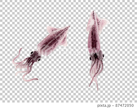 ホタルイカの手描き水彩画 ホタルイカの手描き水彩画 87472050