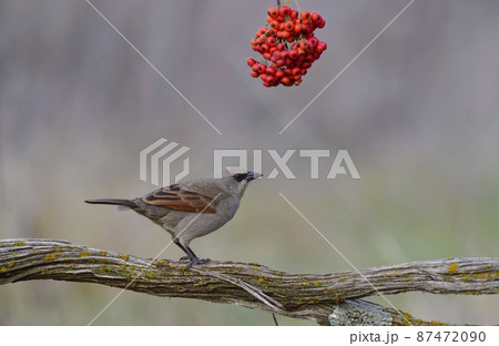 Bay winged Cowbird 87472090