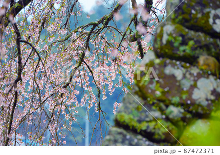 見事な枝振りの又兵衛桜(本郷の瀧桜) 87472371