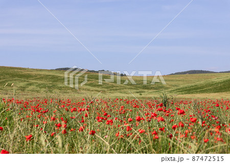 Huge poppy grove among the green hills of Tuscany, Italy Huge poppy grove among the green hills of Tuscany, Italy 87472515