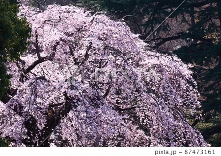 春爛漫満開 春爛漫満開 87473161