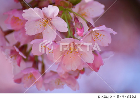 春爛漫満開 春爛漫満開 87473162