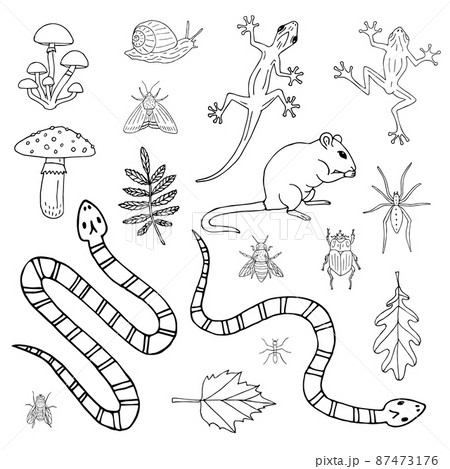 Vector set of animal rodent reptile and insect Vector set of animal rodent reptile and insect 87473176