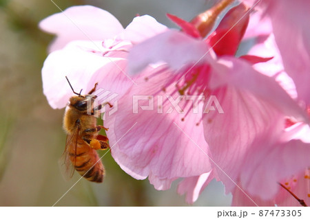 春爛漫満開 87473305