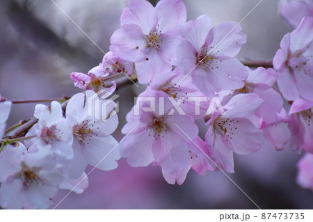 春爛漫満開 87473735