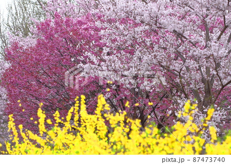 春爛漫満開 春爛漫満開 87473740