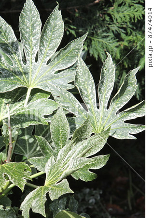 日陰でも育つヤツデ スパイダーウェブ 日陰でも育つヤツデ スパイダーウェブ 87474014