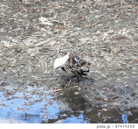 水辺を首をのばし歩く一羽のカモ 水辺を首をのばし歩く一羽のカモ 87474259