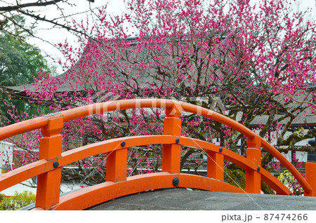 早春に参った京都市の世界遺産下鴨神社の輪橋と光琳の梅 87474266