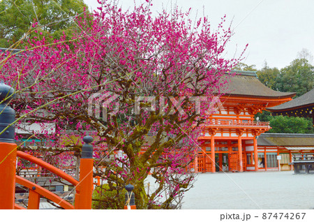 早春に参った京都市の世界遺産下鴨神社の光琳の梅と楼門 87474267