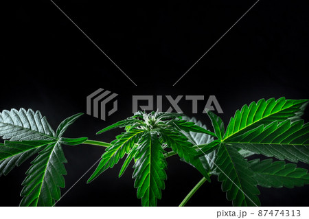 Blooming cannabis plant with vibrant green leaves and white flowers Blooming cannabis plant with vibrant green leaves and white flowers 87474313