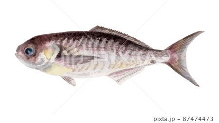 メダイの手描き水彩画 87474473