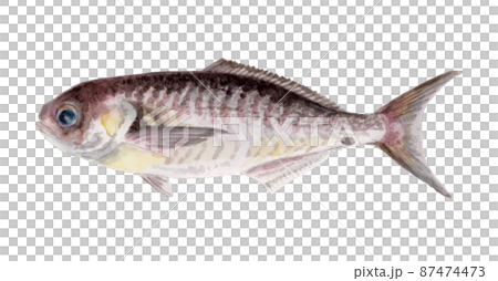 メダイの手描き水彩画 87474473