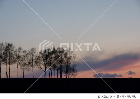 夕暮の空とシラカバ並木 夕暮の空とシラカバ並木 87474646