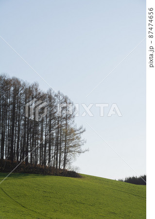 春の緑の丘の上のカラマツ林 87474656