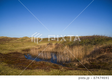 Callantsoog, Netherlands, February 2022. The dune landscape of nature reserve Zwanenwater in Callantsoog. Callantsoog, Netherlands, February 2022. The dune landscape of nature reserve Zwanenwater in Callantsoog. 87474691