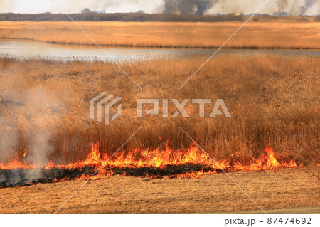 渡良瀬遊水地のヨシ焼き 渡良瀬遊水地のヨシ焼き 87474692