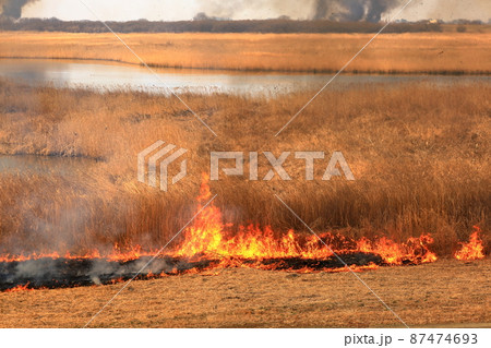 渡良瀬遊水地のヨシ焼き 87474693