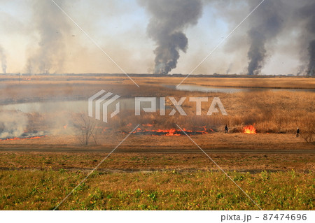 渡良瀬遊水地のヨシ焼き 87474696