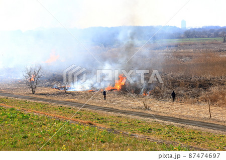 渡良瀬遊水地のヨシ焼き 渡良瀬遊水地のヨシ焼き 87474697
