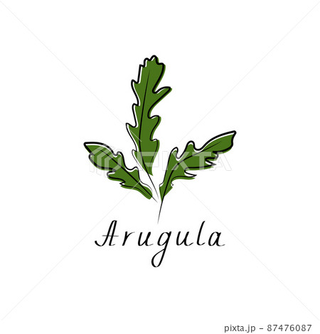 Arugula, rucola, rocket salad sign. Vegetable herb isolated icon for farm market, vegetarian salad recipe design. Vector illustration in flat style Arugula, rucola, rocket salad sign. Vegetable herb isolated icon for farm market, vegetarian salad recipe design. Vector illustration in flat style 87476087