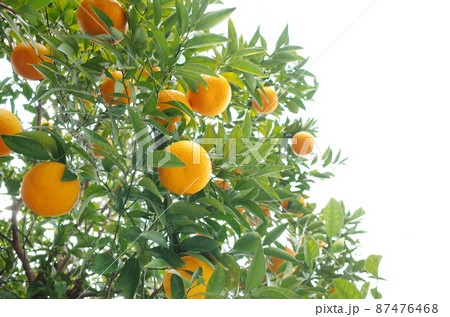 柑橘類　あまなつが実るの木 87476468