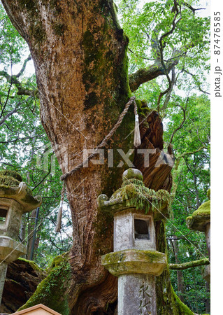 奈良 春日大社 若宮大楠 87476585