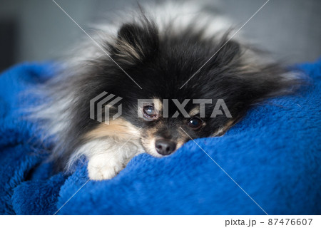 Pomeranian Spitz lies on the sofa at home 87476607