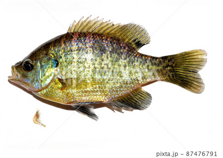 ブルーギル ブルーギル 87476791