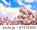 見事に映える満開の桜に感動 87476940