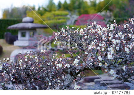 梅園の白梅 梅園の白梅 87477792