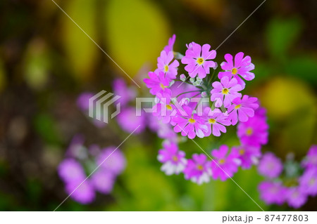 早春の花サクラソウ 87477803