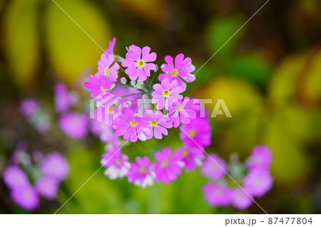 早春の花サクラソウ 87477804