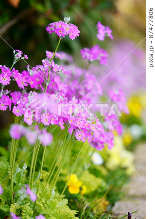 早春・花壇のサクラソウ 早春・花壇のサクラソウ 87477806
