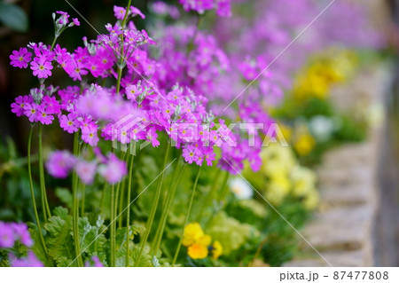 早春・花壇のサクラソウ 87477808