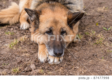 Sleeping german shepherd dog outdoor on ground 87477998