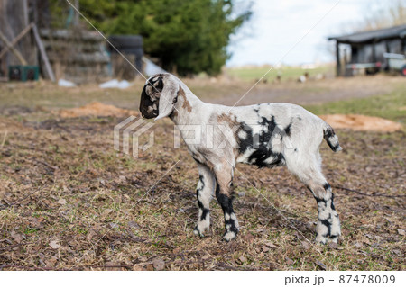Small south african boer goat doeling portrait on nature Small south african boer goat doeling portrait on nature 87478009