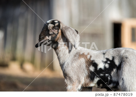 Small south african boer goat doeling portrait on nature 87478019