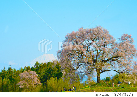 富士山や八ヶ岳を背景に咲き誇るわに塚の桜(わにづかのさくら) 富士山や八ヶ岳を背景に咲き誇るわに塚の桜(わにづかのさくら) 87478278